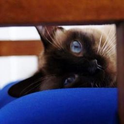 elbigotedelgato