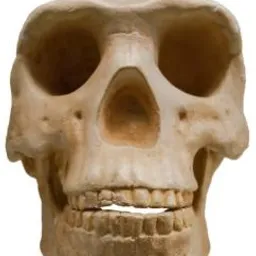 erectus