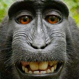 fafazz