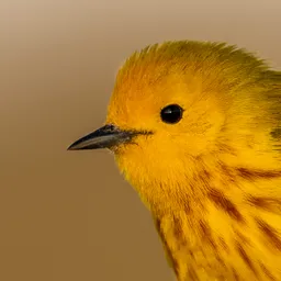 featheredfriend