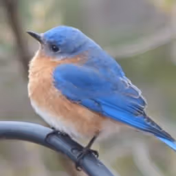 feathersfrnd01