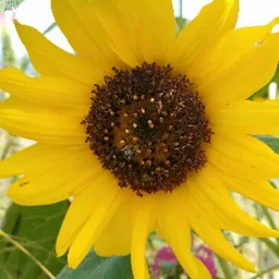 fiori11