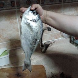 fishhead