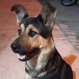 flaca