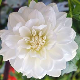 florblanca