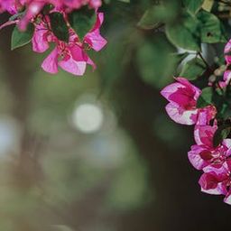 flordeprimavera7