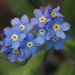 floresazules