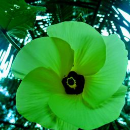 flowernfts