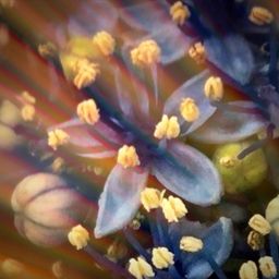 folklure