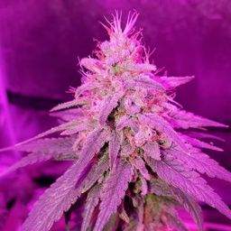ggardener09