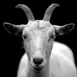 goatman