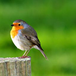 greenrobin