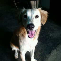 grexx