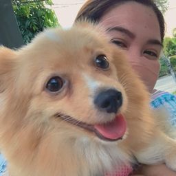 happypaws22