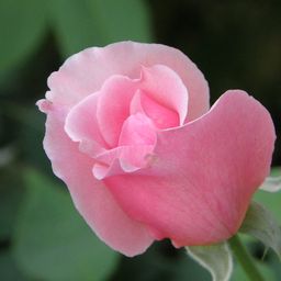 harjit