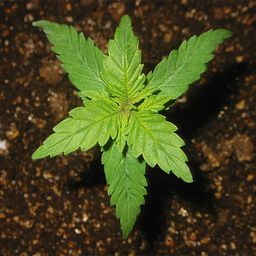 highproduction