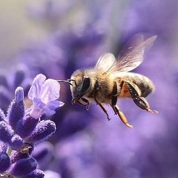 hive-184600
