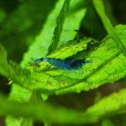 hiveshrimp