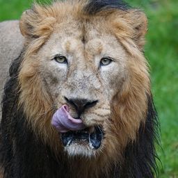 indiansher