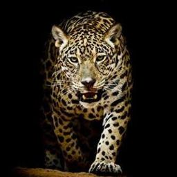 jaguarvote