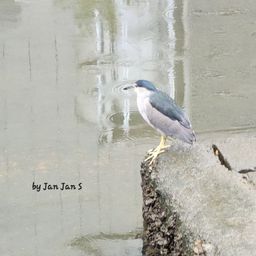 janjans