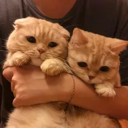jiasally