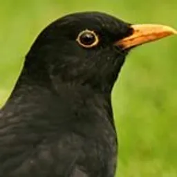 kevin-grootaers