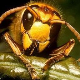 king.bee