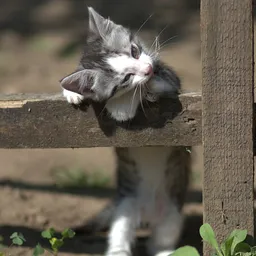 kittyitch