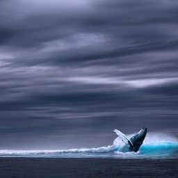 krwhales
