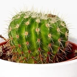 lecactus