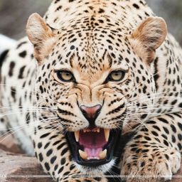 leopards