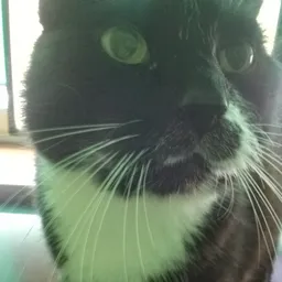leothecat