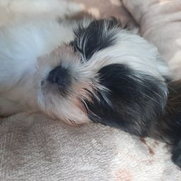 lilguy