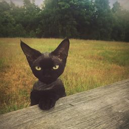 lilithdevonrex