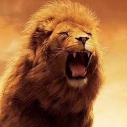 lionofdesert