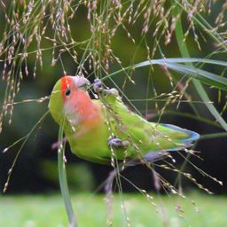 love-bird