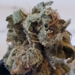 love4nugs