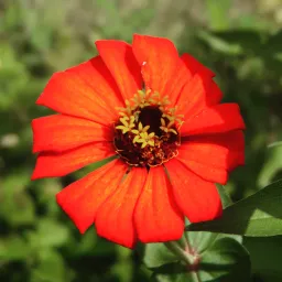 maestracci14