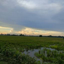 makolo