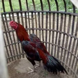 manok