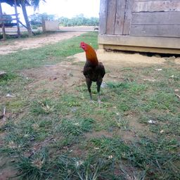 manoksiam