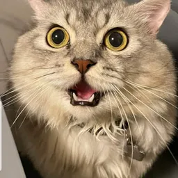maroone