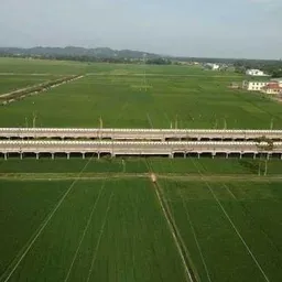 mawar123