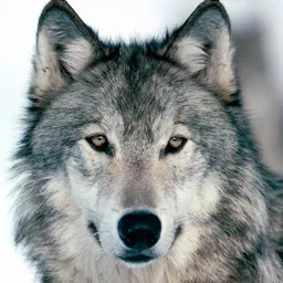 michaelwolf