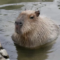 misterbob