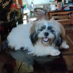 mnemosyne-shih