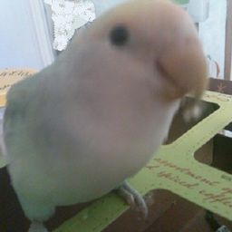 mocknbird