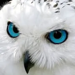 modroocko