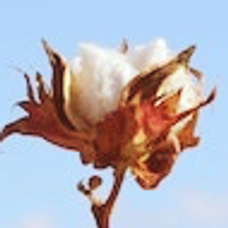mokhwa